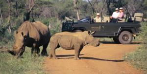 safari-en-afrique-rhinoceros